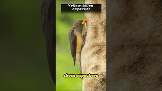 10 Interesting Facts About Yellow-Billed Oxpeckers That Will Blow Your Mind