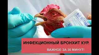 Инфекционный бронхит кур за 30 минут!