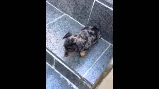 Dachshund Puppy Trying to Climb Stairs