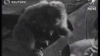 Apes on the Rock of Gibraltar being fed (1941)