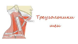 Области и треугольники шеи┃Triangles of the Neck