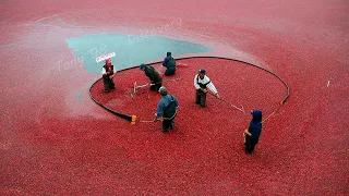 US Farmers Harvested 791 Million Pounds Of Cranberries This Way - Cranberry Harvesting