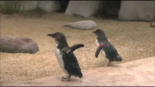 コガタペンギン　長崎ペンギン水族館（Nagasaki Penguin Aquarium)