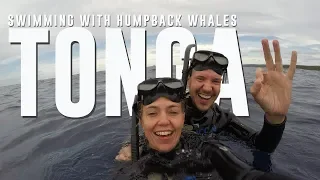 TONGA SWIMMING WITH WHALES