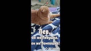 Смешной котик Лёв))