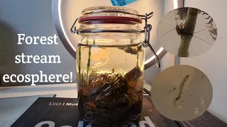 My first forest stream ecosphere! - Ecosystem in sealed jar