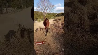 Cavalo Minha Paixão😍🐎 #shorts #horse #cavalo #fyp