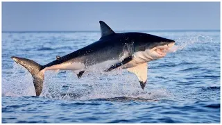 При виде каких морских обитателей большая белая акула от страха готова выпрыгивать из воды