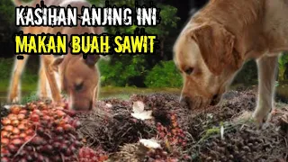 THIS DOG POOR EATS PALM FRUIT