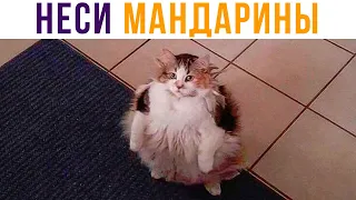 НЕСИ МАНДАРИНЫ! Приколы с котами | Мемозг #480