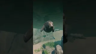 Cute Grey Seals Deep Diving in Pontus Zoo in Planet Zoo Game