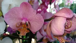 ОРХИДЕЯ моей МЕЧТЫ ! СВЕЖИЕ орхидеи в ОБИ обзор ОРХИДЕЙ фаленопсис ! ORCHIDS PHALAENOPSIS !