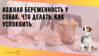 Ложная беременность у собак: что делать, как успокоить