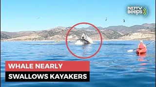 Whale Nearly Swallows Kayakers, Old Video Goes Viral Again | NDTV Beeps
