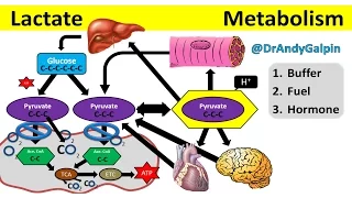 What Lactate is & What it ACTUALLY does: 5 Min Phys