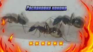 Распаковка кокона муравьями. Camponotus Fellah. Xiandant.