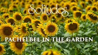 Dan Gibson’s Solitudes - Flourishing | Pachelbel in the Garden