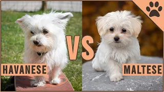 Havanese vs Maltese - Dog Breed Comparison