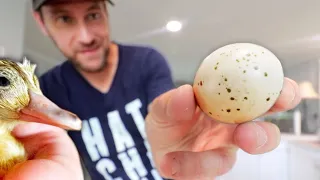 Hatching CRITICALLY ENDANGERED duck eggs