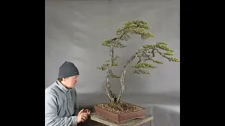 Pinus sylvestris bonsai 360°