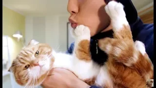 Gangsta Cats Video Compilation 2018