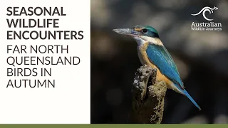 Far North Queensland Birds in Autumn | Seasonal Wildlife Encounters | Australian Wildlife Journeys