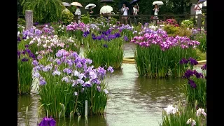Iris Flower Garden at a Japanese Shrine