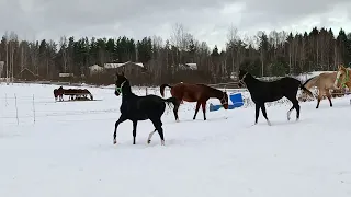 Akhalteke foals of different colors 2022 y. b.