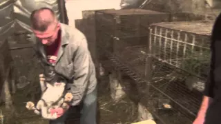 Обучающее видео: искусственное осеменение группы крольчих (В.И. Лисин)