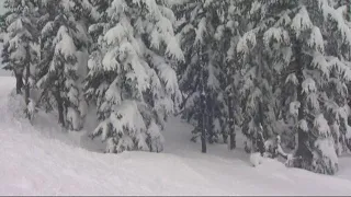 Snowboarder dies after hitting tree well