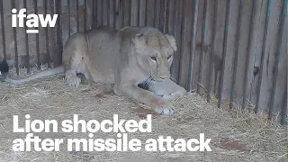 Traumatized lioness Yuna after Kyiv missile attack