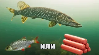 Рыбалка🎣 - ШОК! ЗРЕЛИЩНЫЕ АТАКИ ЩУКИ на СОСИСКУ🌭 и ЖИВЦА🐟 Реакция рыбы. Подводная съёмка