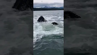 Bubble Net Feeding with Juneau Tours and Whale Watch