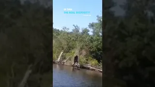 Bigfoot spotted in Virginia caught on camera tracking Bigfoot