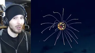 SEA CREATURES! - 5 Otherworldly Deep Sea Creatures Found at The Bottom of Mariana Trench Reaction!