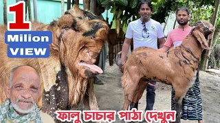 ফালু চাচার বাসায় বর্তমানে কি কি জাতের পাঠা আছে দেখুন। তোতাপুরী পাঠার খামার। প্রজনন কেন্দ্র। নাটোর