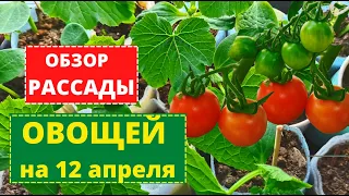 РАССАДА ОВОЩЕЙ крепкая и здоровая. Обзор на 12 апреля