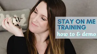 STAY ON ME TRAINING & Hand Taming SUGAR GLIDERS | how to & demonstration