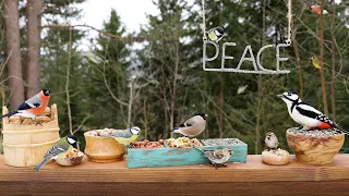 Bird Window for Cats & Dogs | Birds of Peace