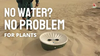 Now we can grow plants even in DESERT !! | Groasis technology