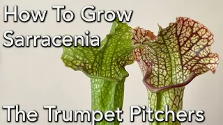 How to Grow Sarracenia  - North American Trumpet Pitcher Plant.