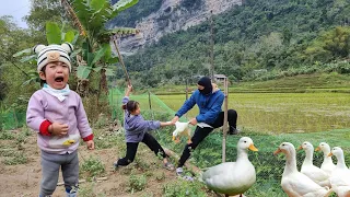 Single mother - 17 years old harvesting potatoes for sale - thief broke in, took ducks - gardening