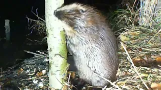 Beaver Quickly Falls Tree and has a Lunch Break #Shorts