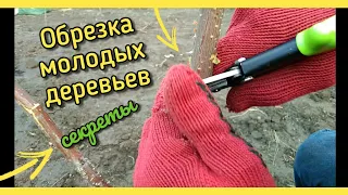 Как обрезать МОЛОДЫЕ ДЕРЕВЬЯ в саду от А до Я. Часть 1.