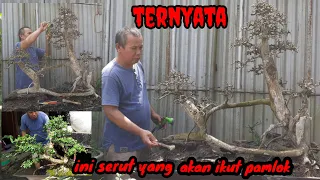 review persiapan serut si babeh yg akan ikut pamlok