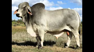 Karmoo Brahmans 2023 Bull Sale - Lot 15