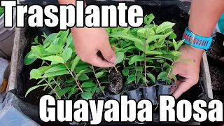 Como trasplantar las plantas de Guayaba Rosa || México Verde