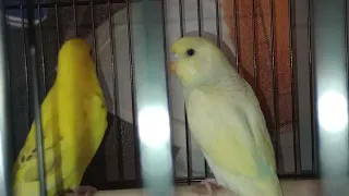 Reintroducing My Parakeets / Budgies flock! My New Breeding Setup And Learn Their Names! bird Aviary