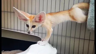 Fennec Fox Uses the Litter Box