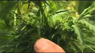 English Bites - Series 7, Episode 3: Hemp